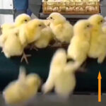 baby-chicks-on-rollers