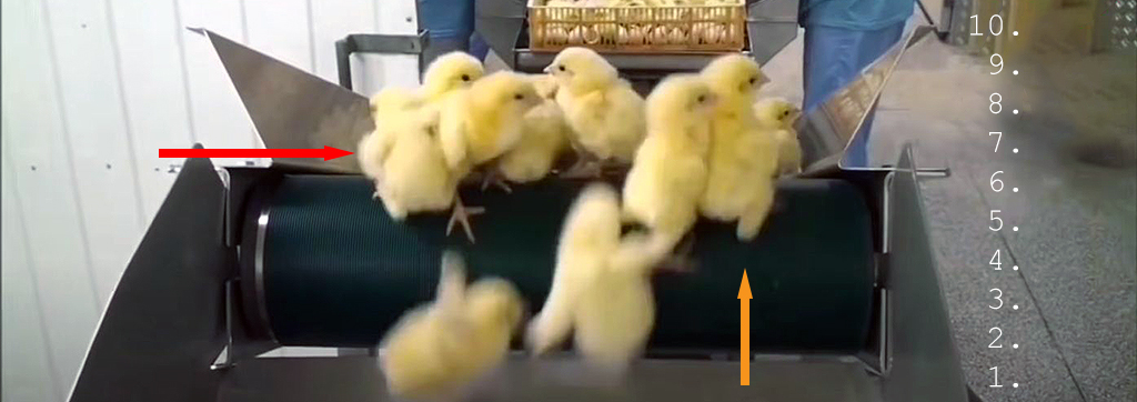 baby-chicks-on-rollers